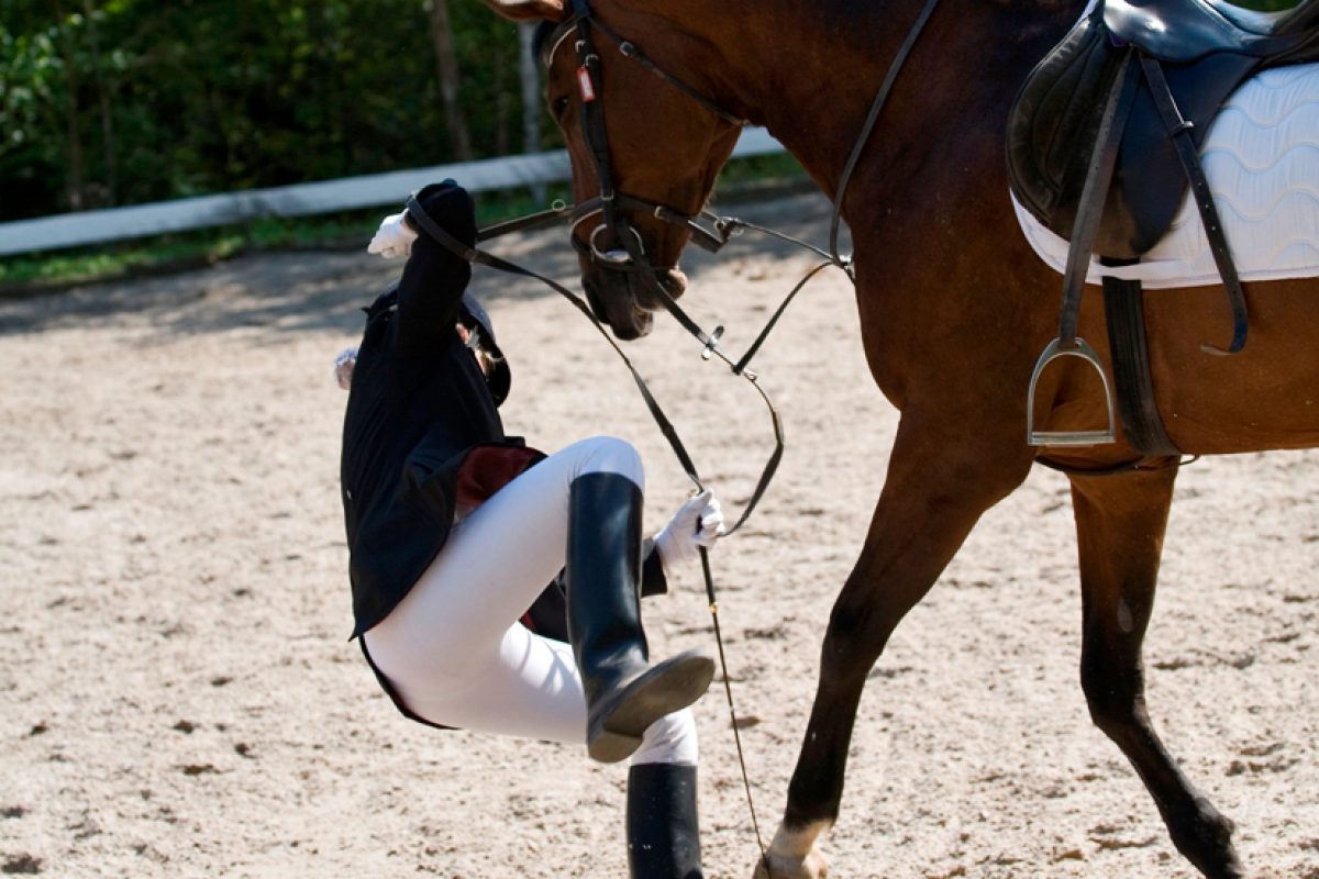 Bedoel katje ballet Een letselschade zaak bij de rechtbank in Engeland werd afgewezen nadat een  beginnende ruiter van een paard viel waarover een staleigenaar een negatief  aankoopadvies gaf - Schelstraete Equine Law