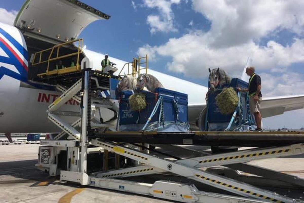 Carriage of Horses by Air Carriage of Horses by Air