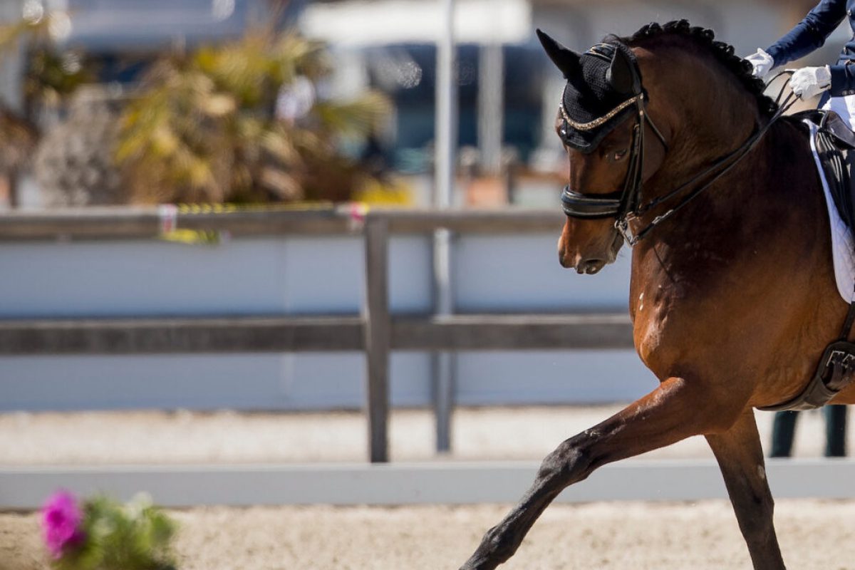 De Jong Jette, BEL, Indini
CDI3* Opglabbeek
© Hippo Foto - Sharon Vandeput
23/04/21