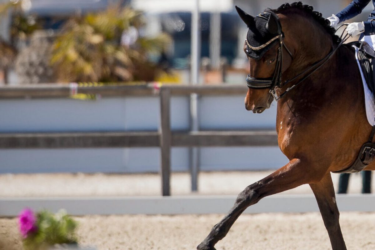 De Jong Jette, BEL, Indini
CDI3* Opglabbeek
© Hippo Foto - Sharon Vandeput
23/04/21