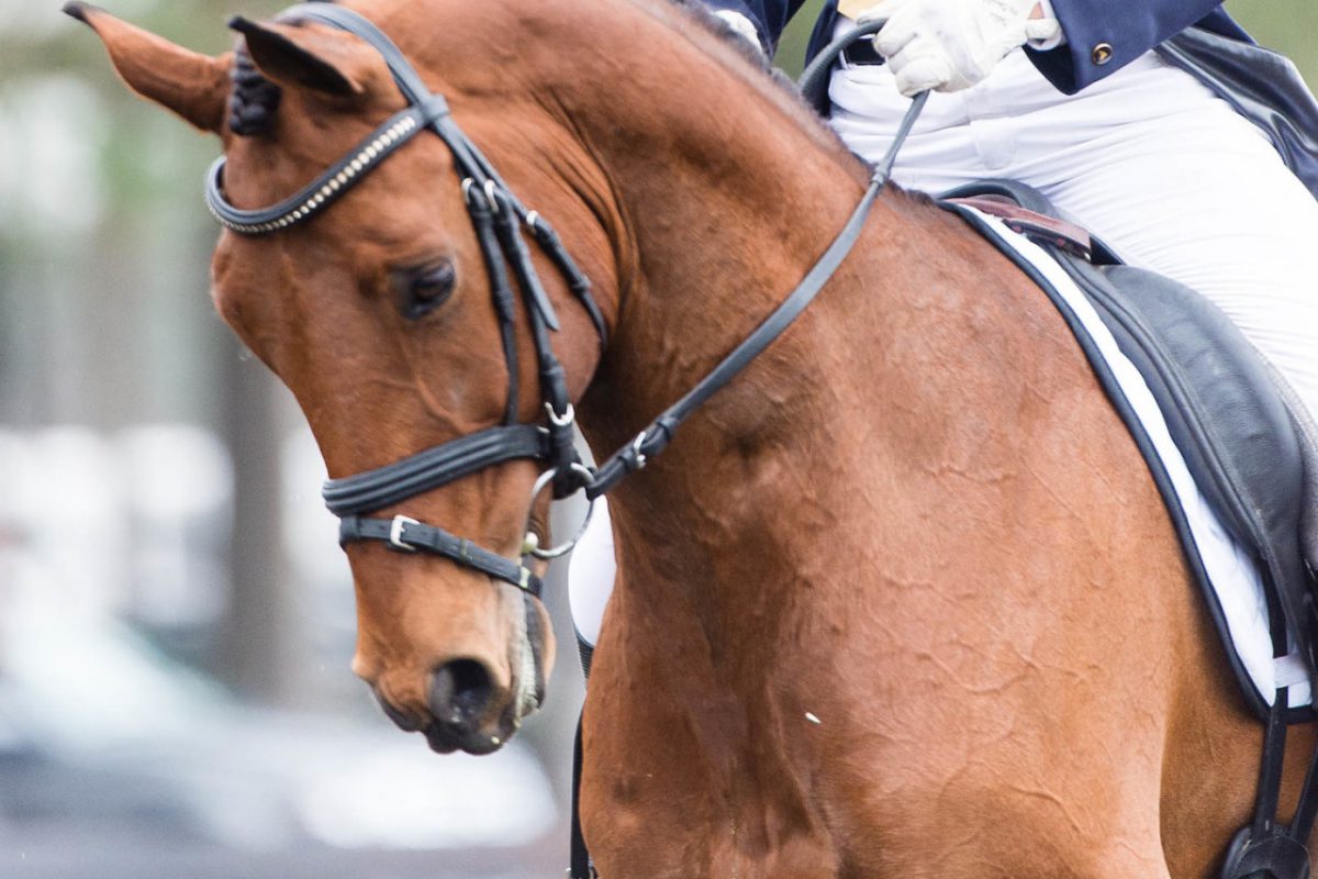 Dressage Horse