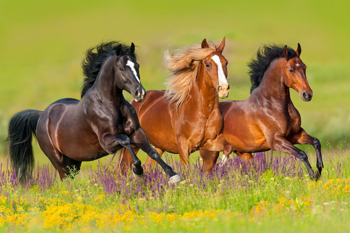 EU New Enforcement Horses