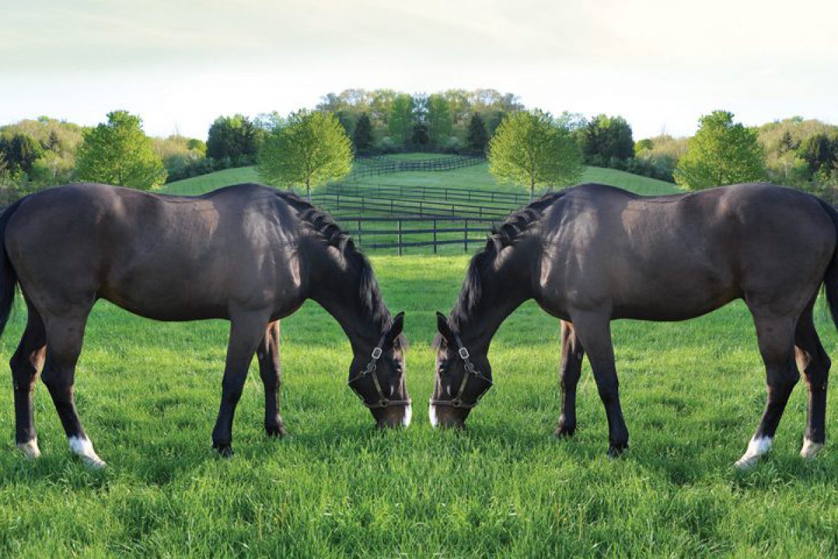 Equine Cloning