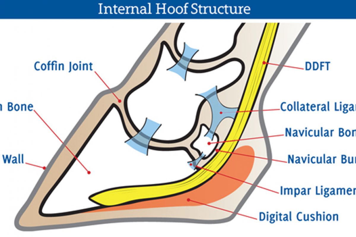 InternalHoofStructure