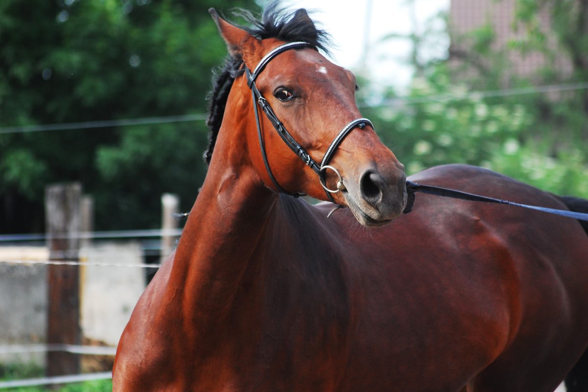 Paard slepen