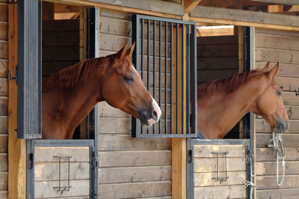 Two bay polo pony's in wooden stable