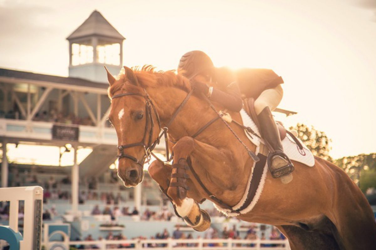 Show Jumping Horse 2