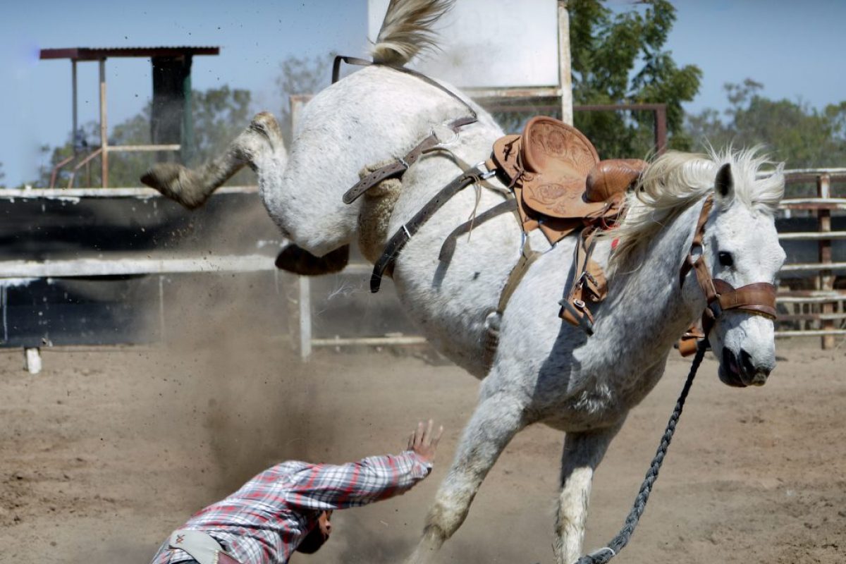 accident-action-animal-33251-1024x890