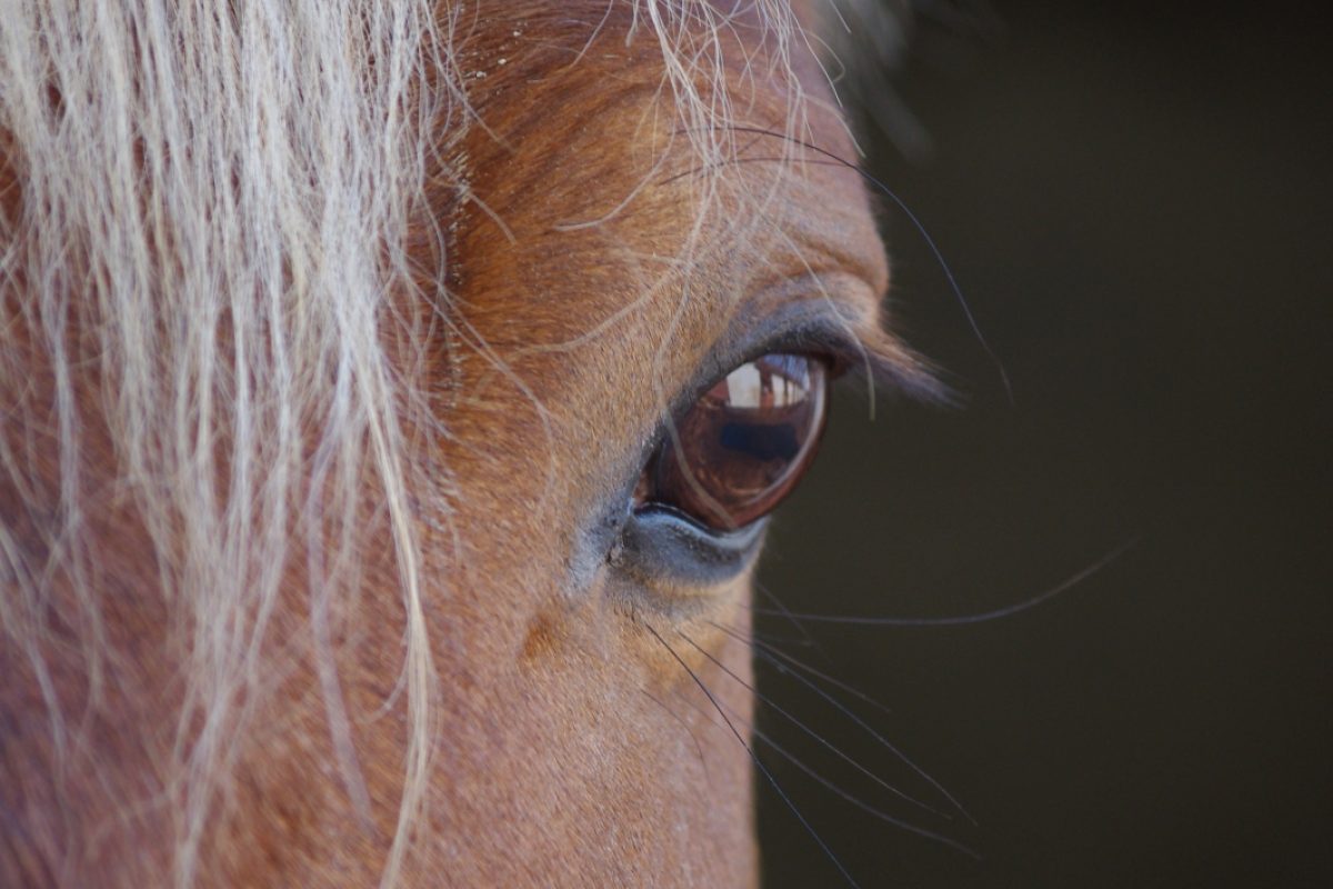 animal-photography-blur-close-up-531974 (1)