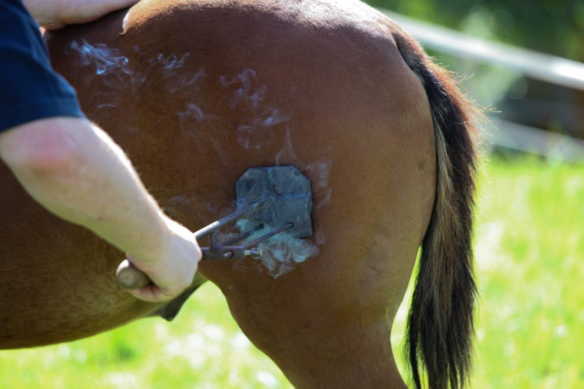 horse-branding-1024x683