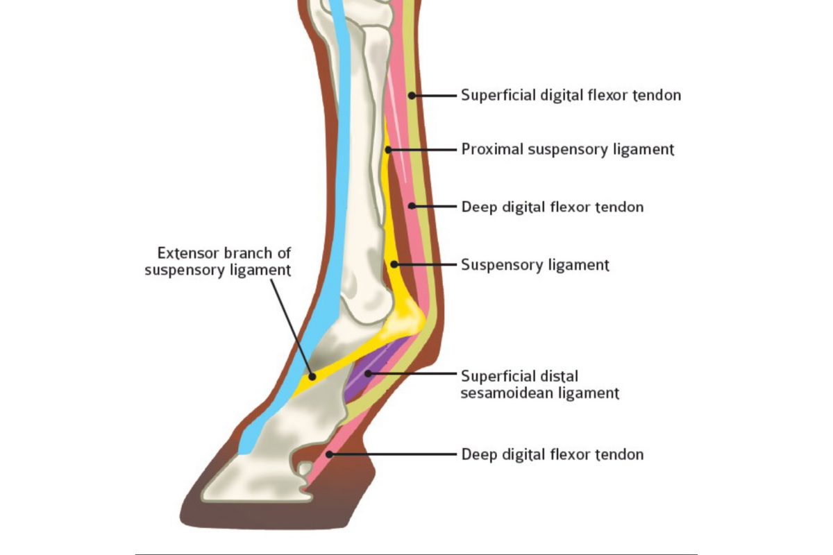 tendon full